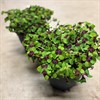 OXALIS 23 CM  IRON CROSS 1X1